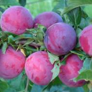 Саженец Алыча Кубанская комета